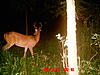 Big White Tail in Illinois-7-18-10-deer-059.jpg