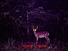 Big White Tail in Illinois-8-1-10-deer-2-005.jpg