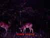 Big White Tail in Illinois-8-1-10-deer-2-011.jpg
