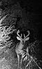 Some more recent pics of big bucks!-game-cam-aug1-020.jpg