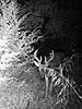 Some more recent pics of big bucks!-game-cam-aug1-021.jpg