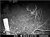 Biggest deer ever got on my camera!-mr-big.jpg