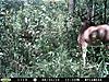 Score this buck?-trail-cams.jpg