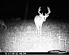 Just some recent Cuddeback Photos of northeast alabama-121.jpg