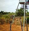 Age this South Texas Buck for me-nido-buck.jpg