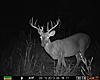 What age is this deer?-well-site-2-185.jpg