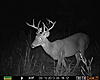 What age is this deer?-well-site-2-186.jpg