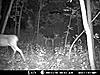 More Deer Age Pictures-8pointstraight.jpg