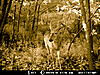 More Deer Age Pictures-10pointer.jpg
