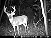 More Deer Age Pictures-12point.jpg