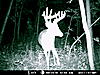More Deer Age Pictures-12point..jpg