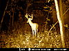 More Deer Age Pictures-9point.jpg