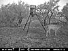 Score and age this buck-front-feeder-8-14-09-404.jpg