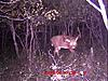 Big Whitetail-bigwhitetail.jpg