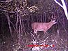 Big Whitetail-whitetail.jpg