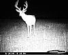 Score This Buck!!.!.!.!-059.jpg