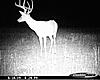 Score This Buck!!.!.!.!-062.jpg