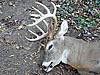 nice buck on public land-071.jpg1.jpg