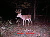 Big Buck in Southern Illinois. Score please???-mdgc0054.jpg
