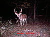 Big Buck in Southern Illinois. Score please???-mdgc0055.jpg