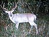 Big Buck in Southern Illinois. Score please???-big-deer.jpg