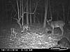 Bucks R moving in the south.......-cdy_0324.jpg