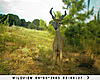 Deer Hunting Pics-sunp0417.jpg