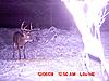 Deer Pictures-2009-forked-tine.jpg