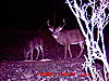 Deer Pictures-06-2520nov-2520big-25206-2520point-1-.jpg