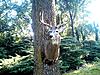 Deer Pictures-buck-20on-20tree-203-2-.jpg