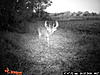 Deer Pictures-pict0017-copy.jpg