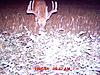 Deer Pictures-buck5.jpg