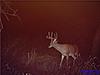 Deer Pictures-buck6.jpg