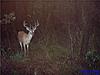 Deer Pictures-buck8.jpg
