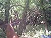 Deer Pictures-buck9.jpg