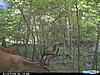 Deer Hunting Pics-cdy_0012.jpg