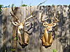 Deer Hunting Pics-dsc00916.jpg