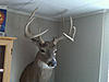 How big is this deer?!?!?-img00131.jpg