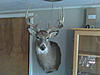 How big is this deer?!?!?-img00130.jpg