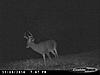 Same Buck?-11-06-10-copper-cam-029.jpg