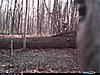 Mystery Trail Cam Pic-cdy_5481.jpg