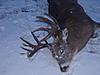 2010 whitetail-pb220996.jpg