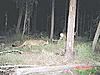 Probably one of the coolest trail cam pics i have ever seen-cougar.jpg