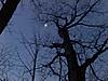 Cell Phone Video/Pics While Hunting?-moon.jpg
