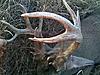 24 point non-typical-raylans-24-pointer.jpg
