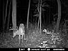 New stand site looking good! (trail cam pics)-bucktrailcam.jpg