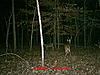 Two tails??? or getting tail???-mdgc0131.jpg