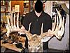 New World Record Whitetail killed in Saskatchewan-00small66325248.jpg