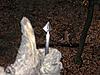 Fixed Blade Broadheads-sonic-test.jpg