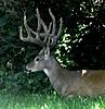 Huge urban deer in Iowa.-big.jpg